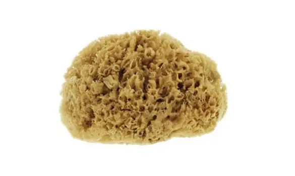 Eponge de mer naturelle moyen format