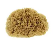 Eponge de mer naturelle moyen format